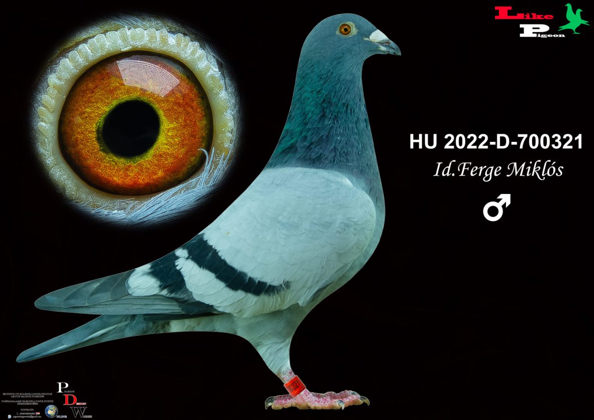 HU-2022-D-700321 id.Ferge Miklós
