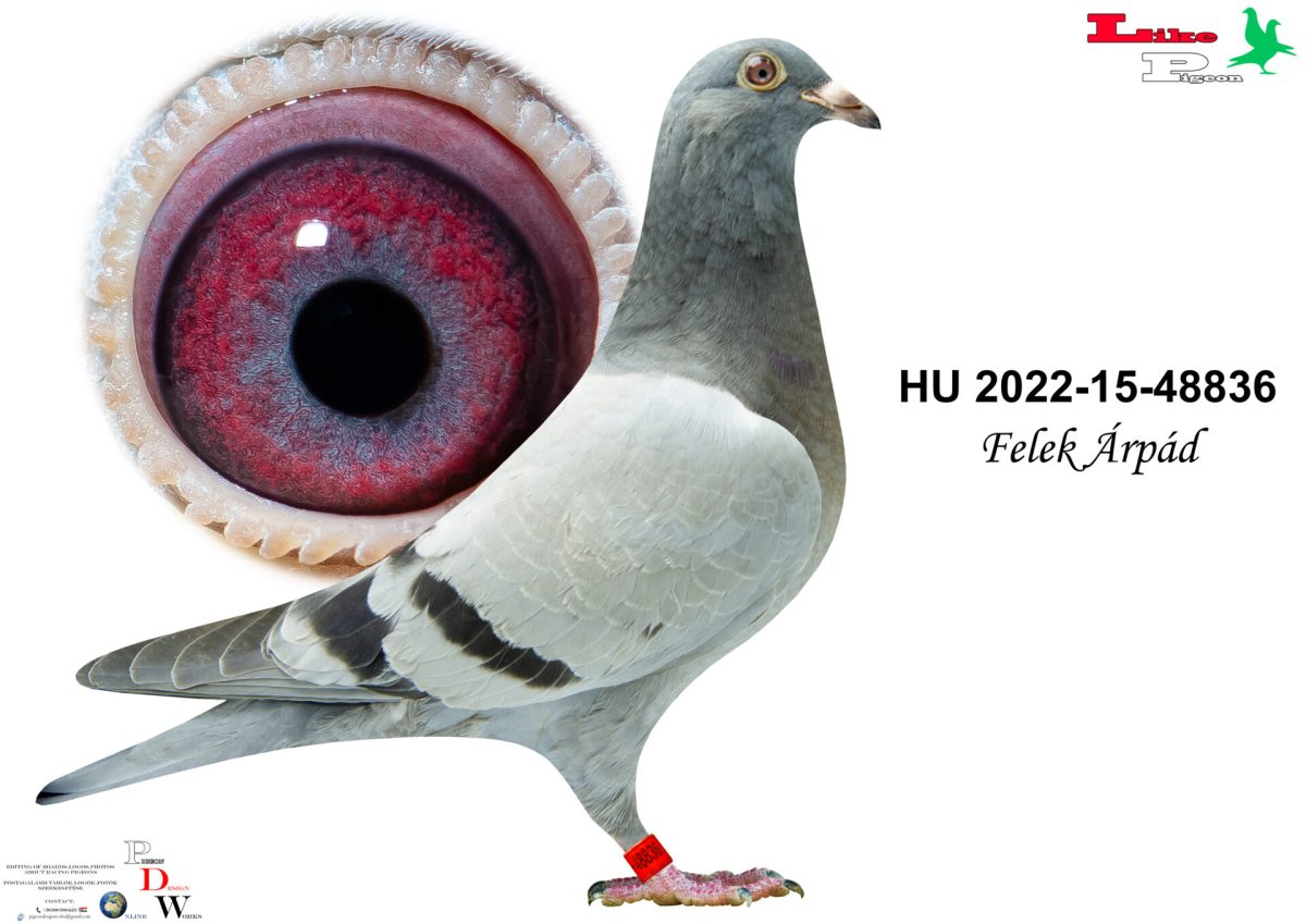 HU-2022-15-48836 Felek Árpád