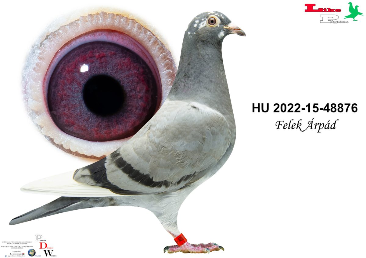 HU-2022-15-48876 Felek Árpád