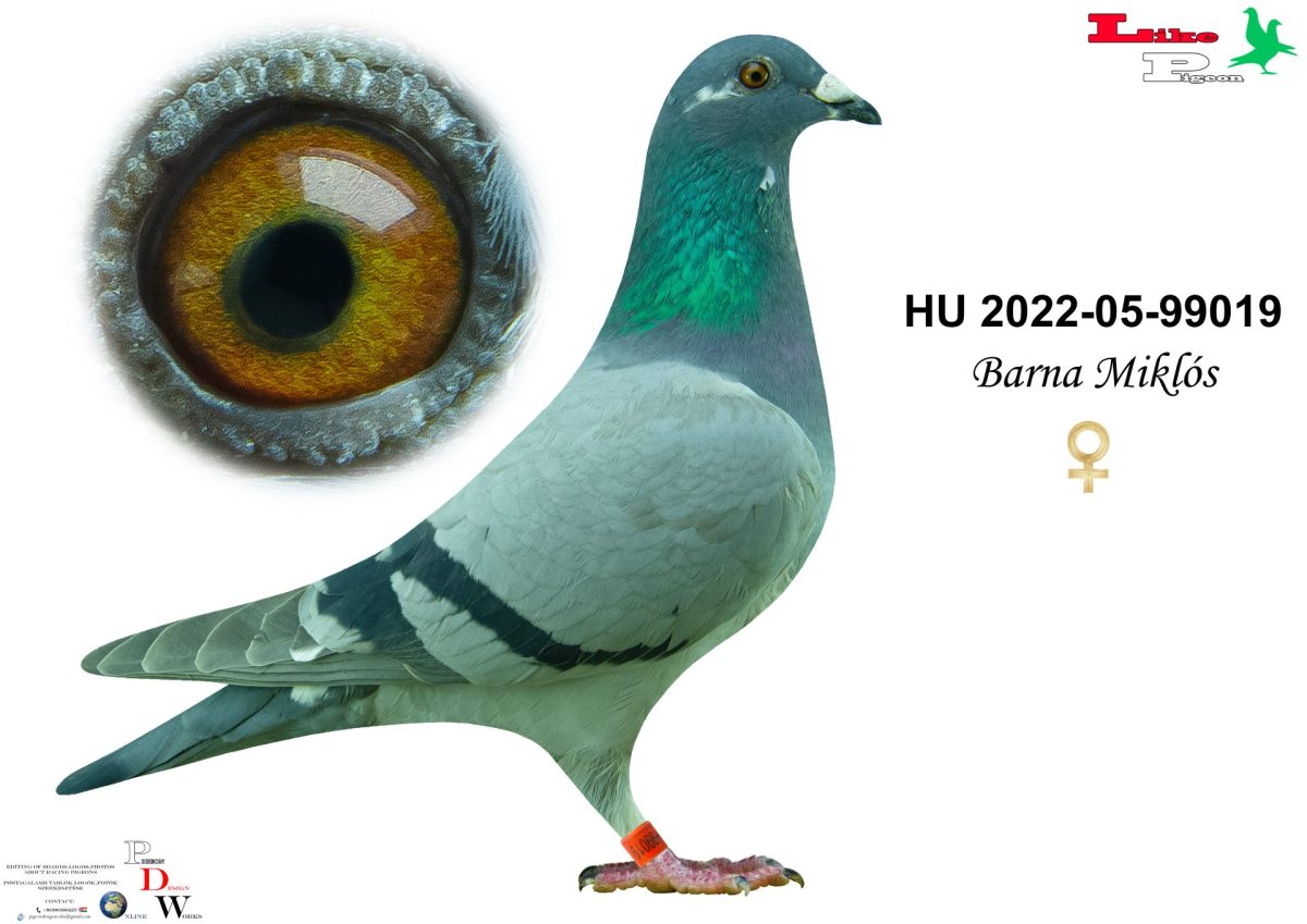 HU-2022-05-99019 Barna Miklós