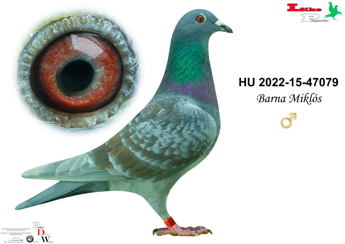 HU-2022-15-47079 Barna Miklós