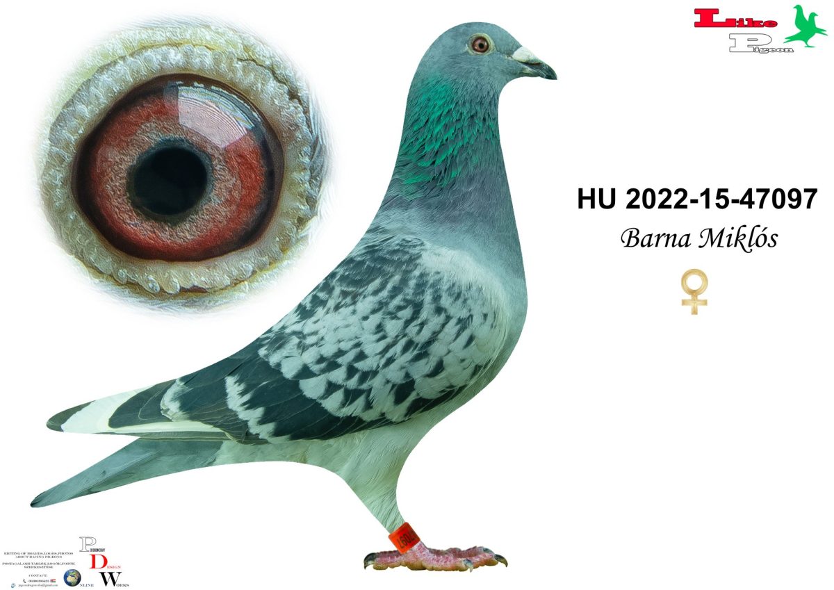 HU-2022-15-47097 Barna Miklós
