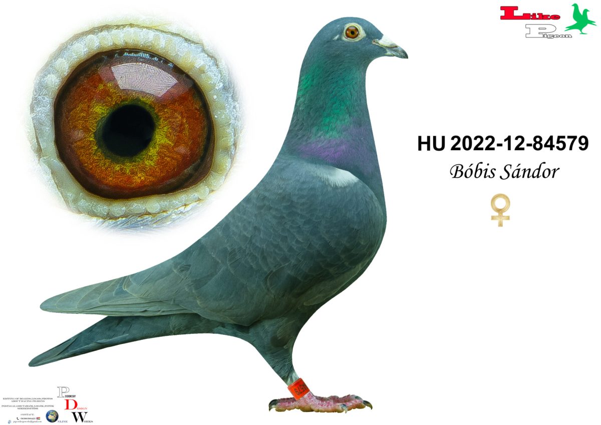 HU-2022-12-84579 Bóbis Sándor