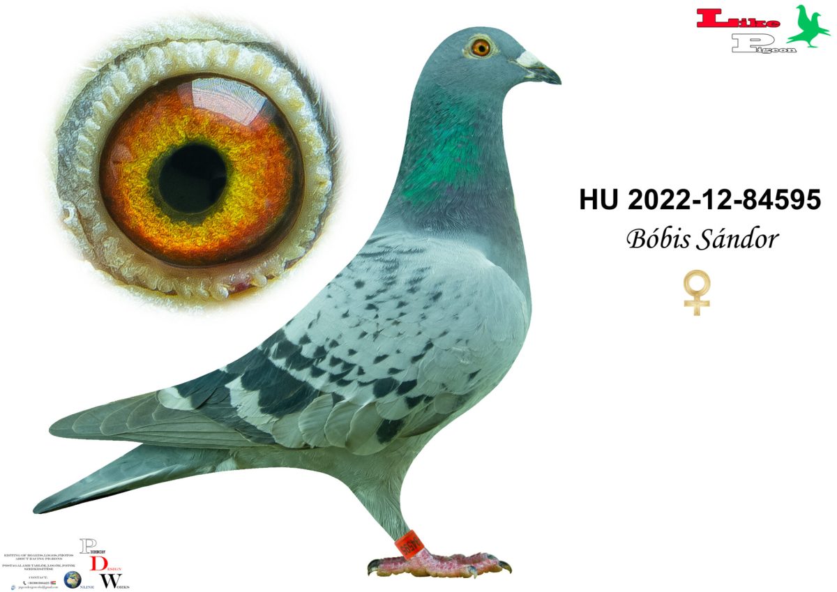 HU-2022-12-84595 Bóbis Sándor