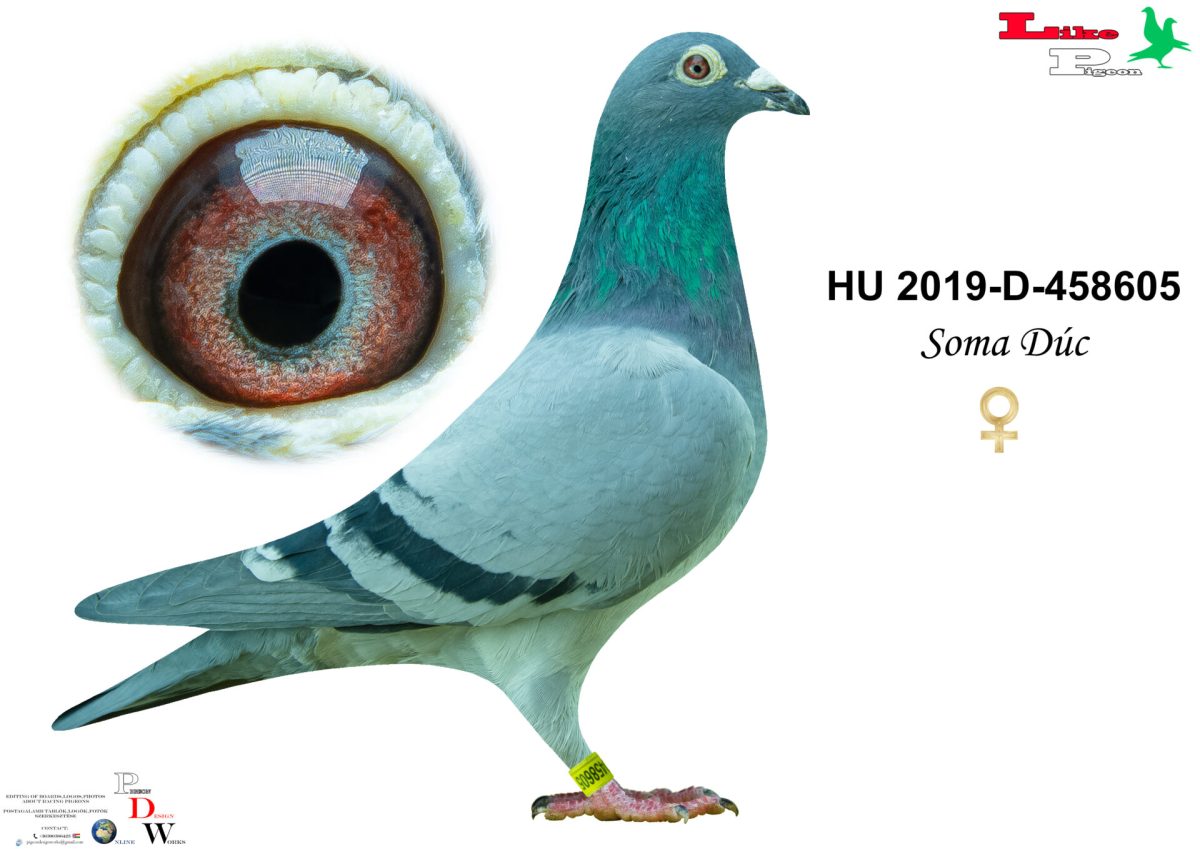 HU-2019-D-458605 Soma Dúc