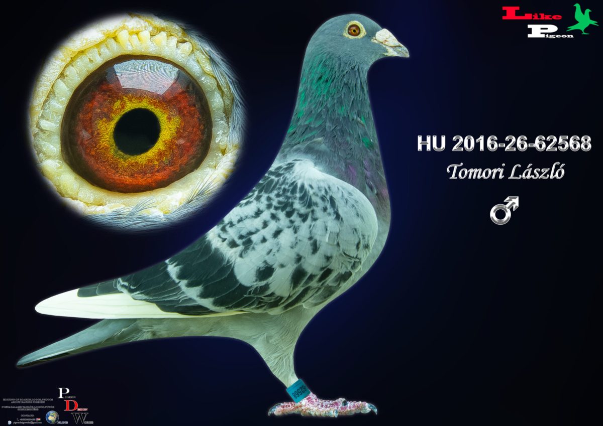 Hu-2016-26-62568  H Tomori László