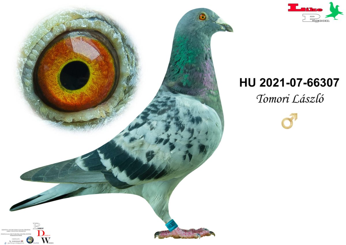 Hu-2021-07-66307 H Tomori László