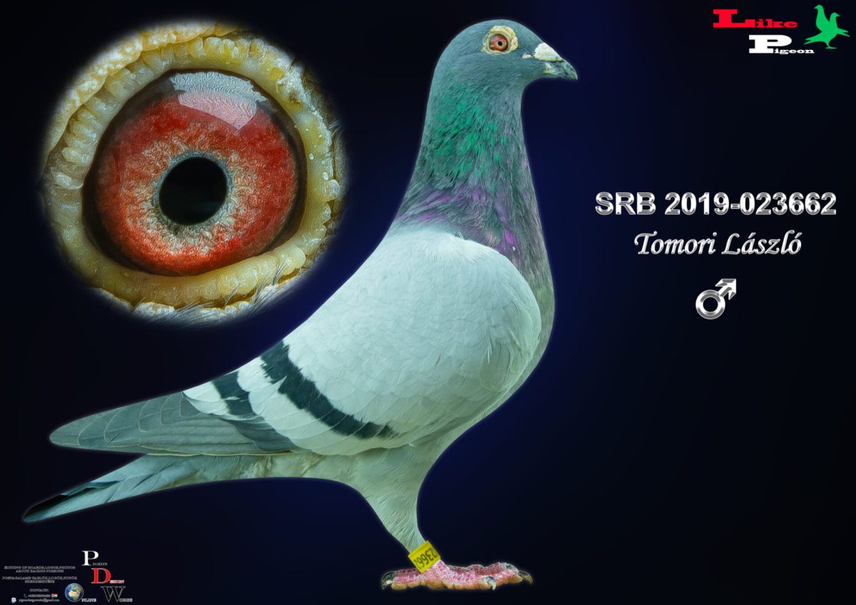 SRB-2019-023662 H Tomori László