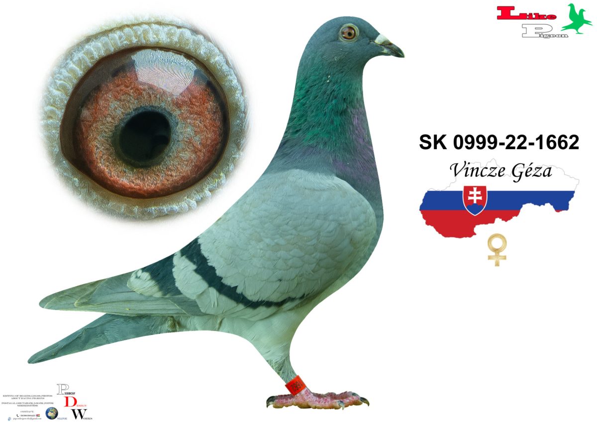 SK-0999-22-1662 T Vincze Géza