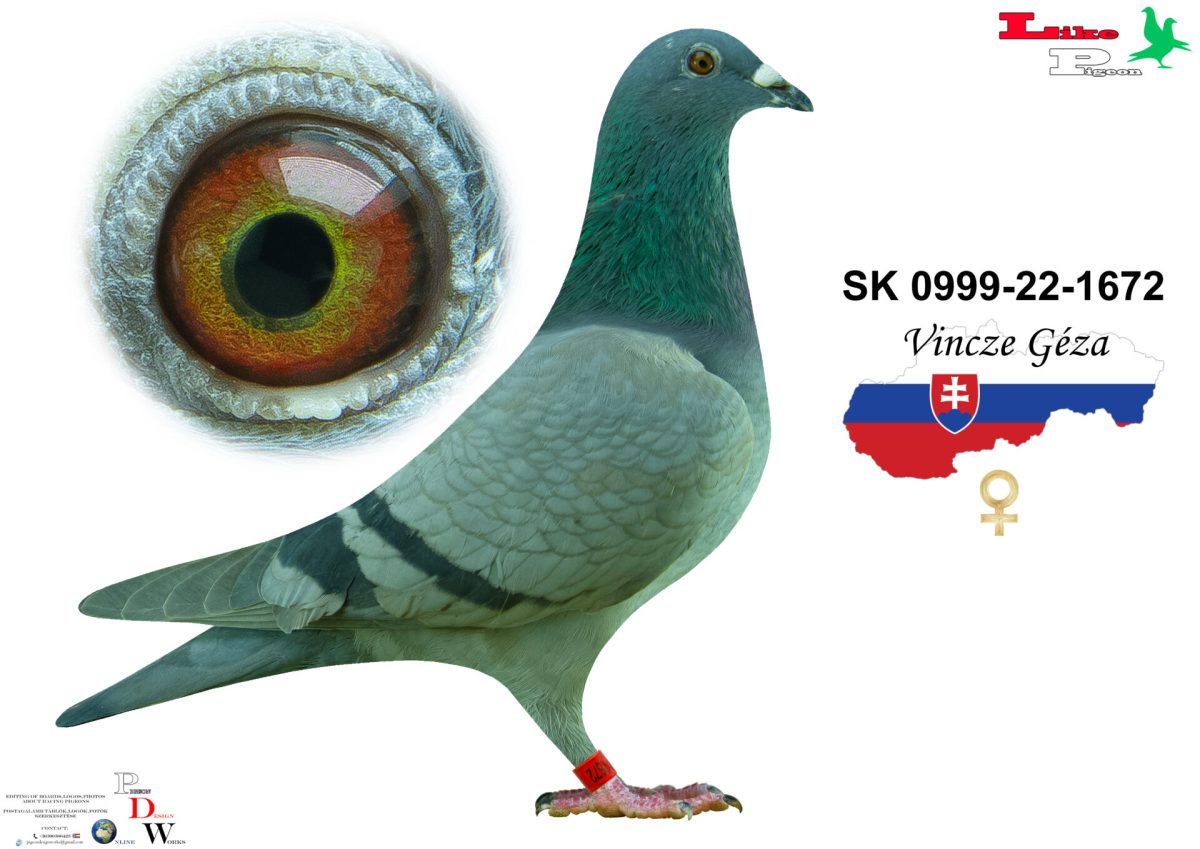 SK-0999-22-1672 T Vincze Géza