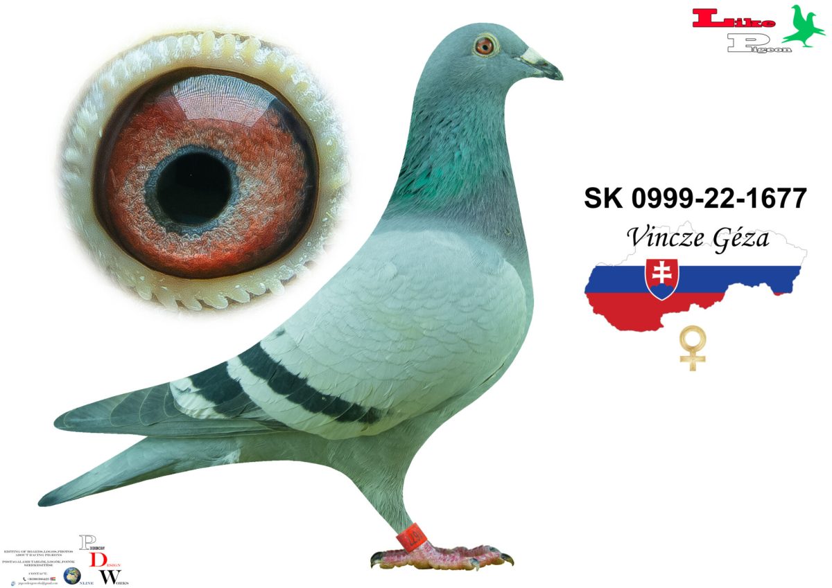 SK-0999-22-1677 T Vincze Géza