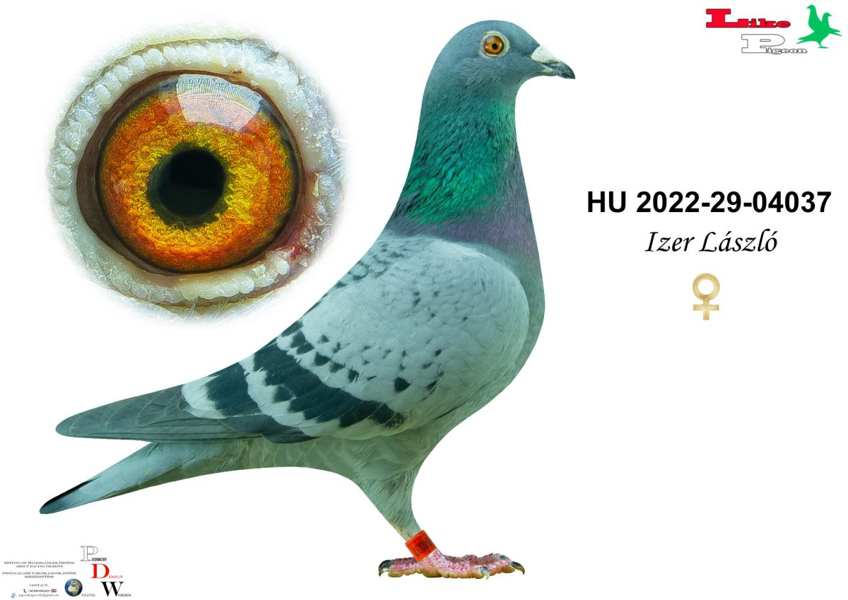HU-2022-29-04037 Izer László