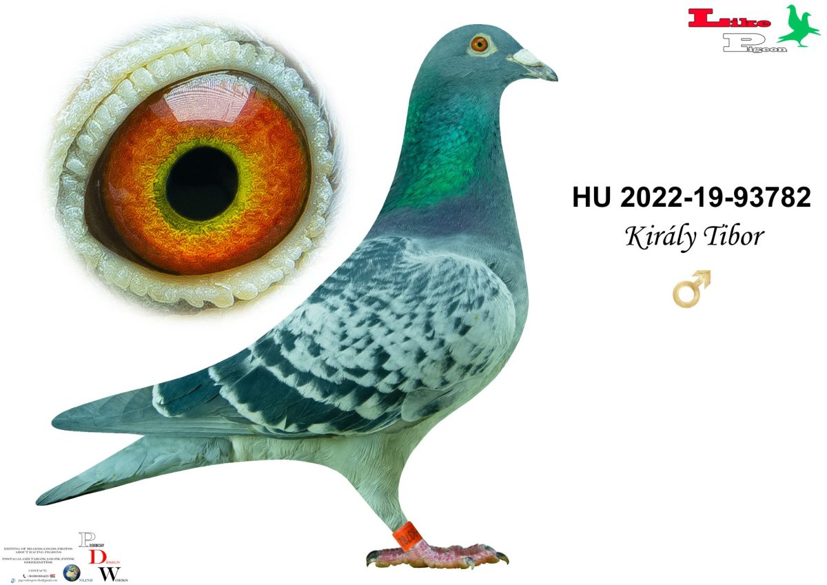 HU-2022-19-93782 Király Tibor