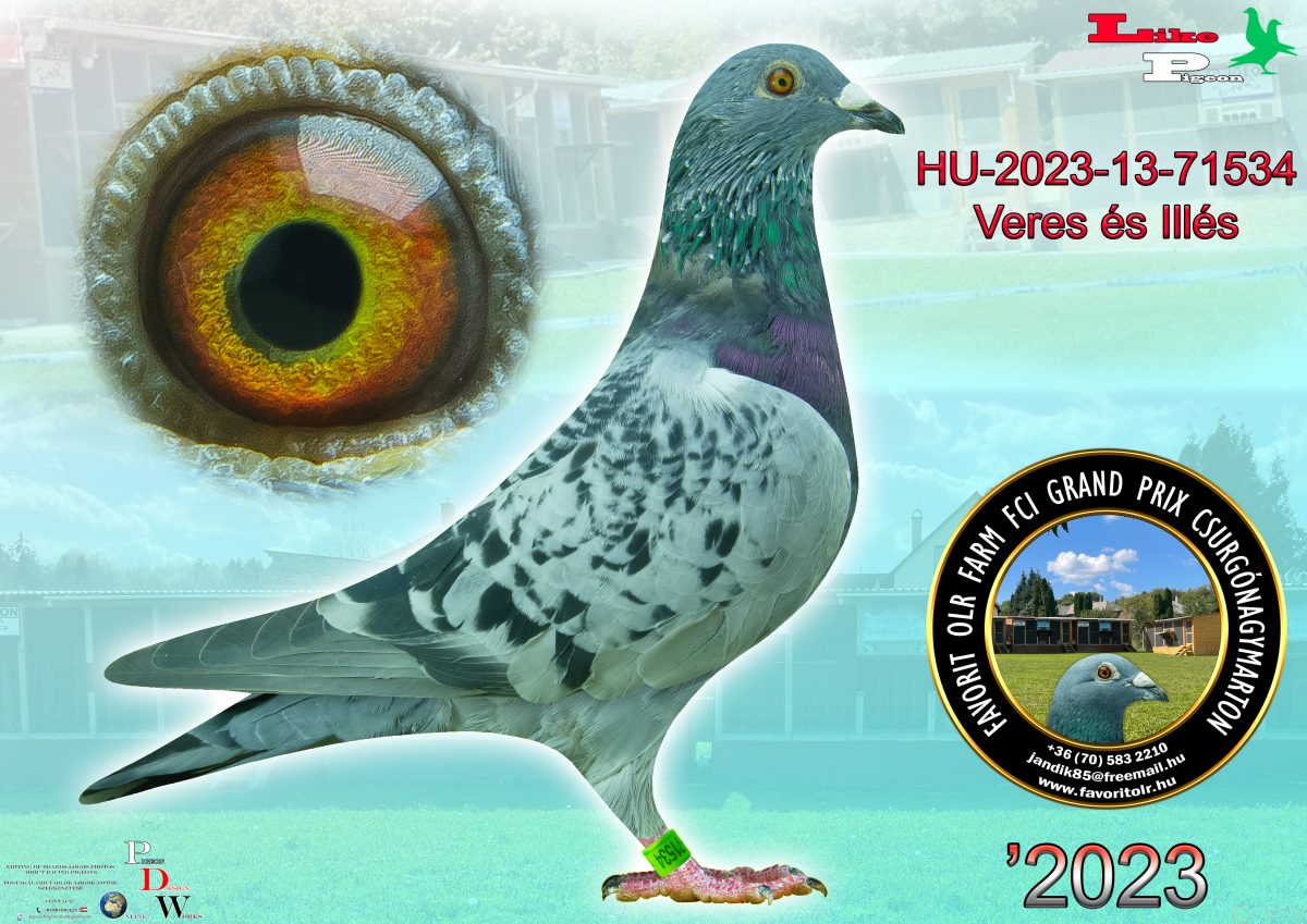 Veres és Illés HU-2023-13-71534