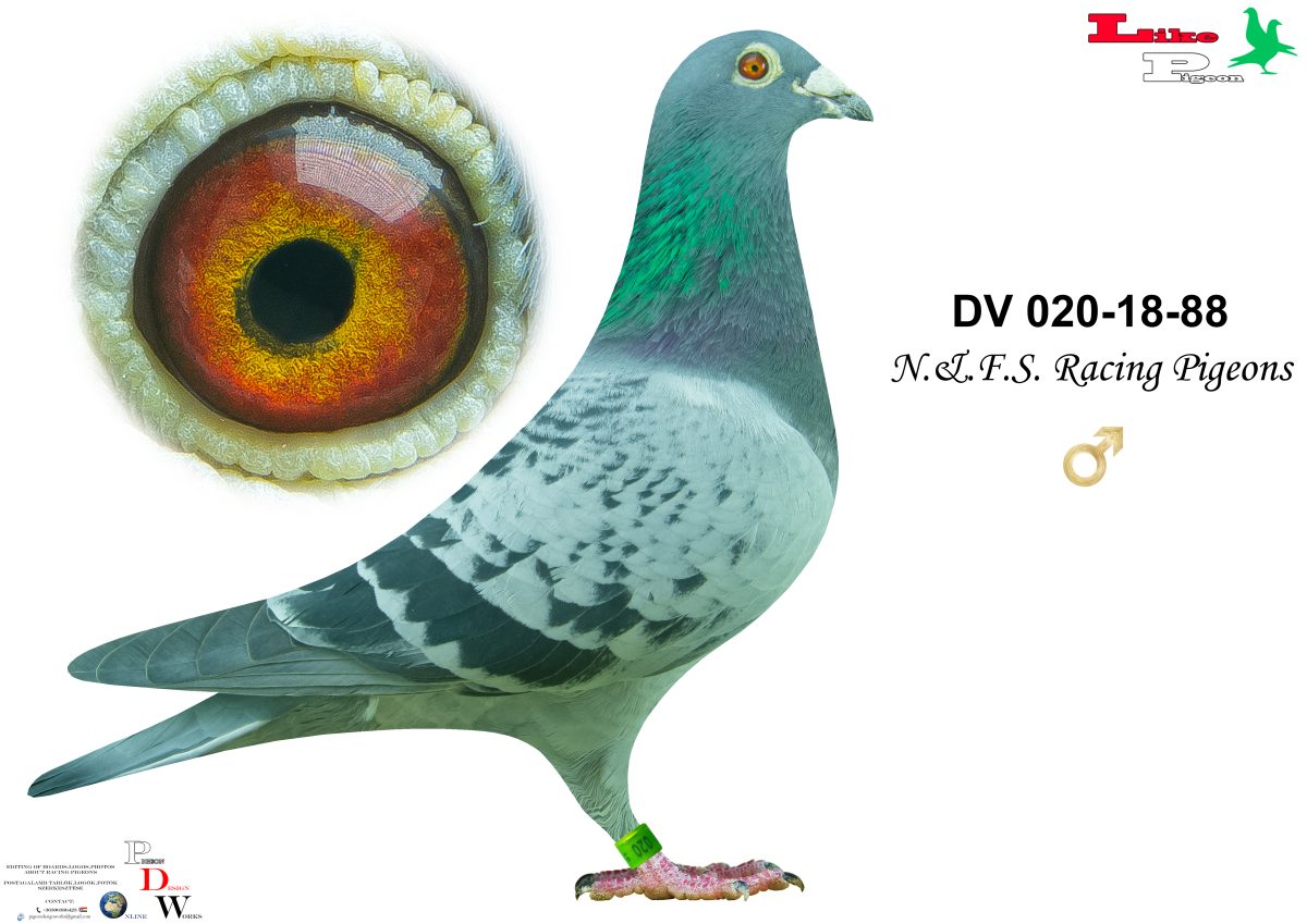 DV-2018-020-88