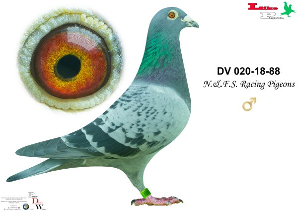DV-2018-020-88