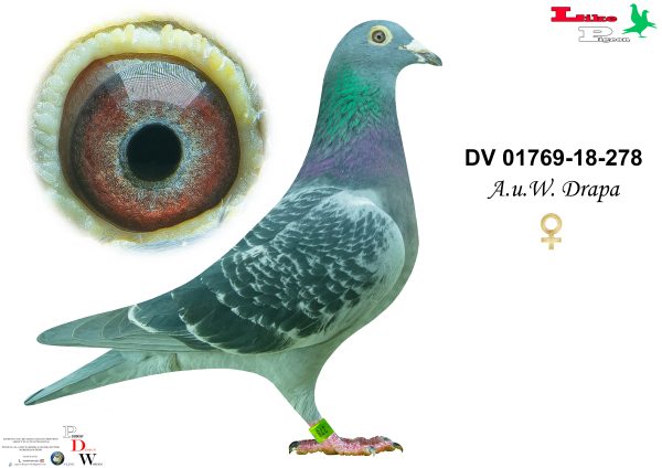 DV-2018-01769-278