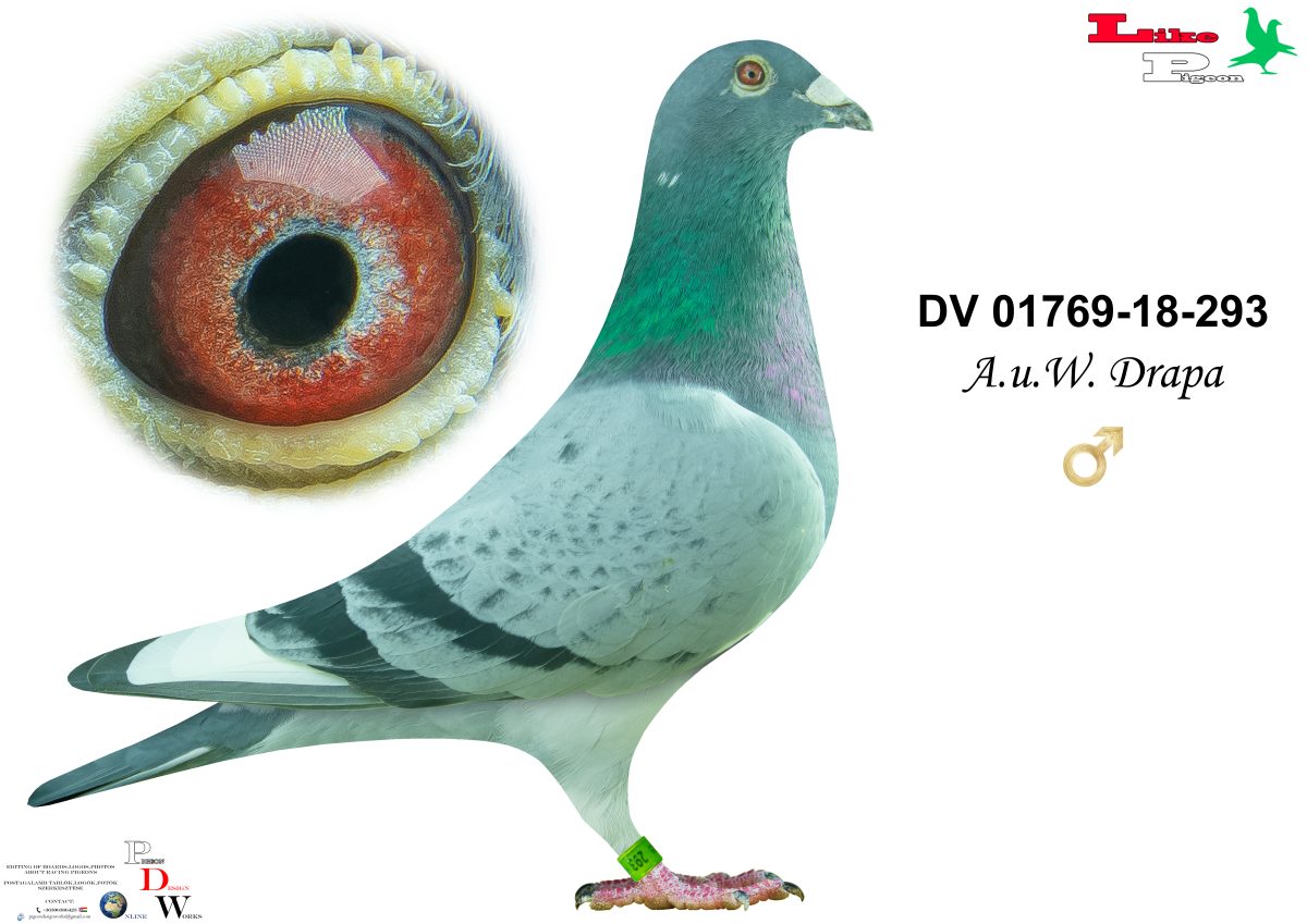 DV-2018-01769-293