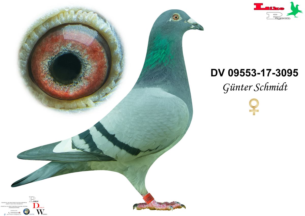 DV-2017-09553-3095