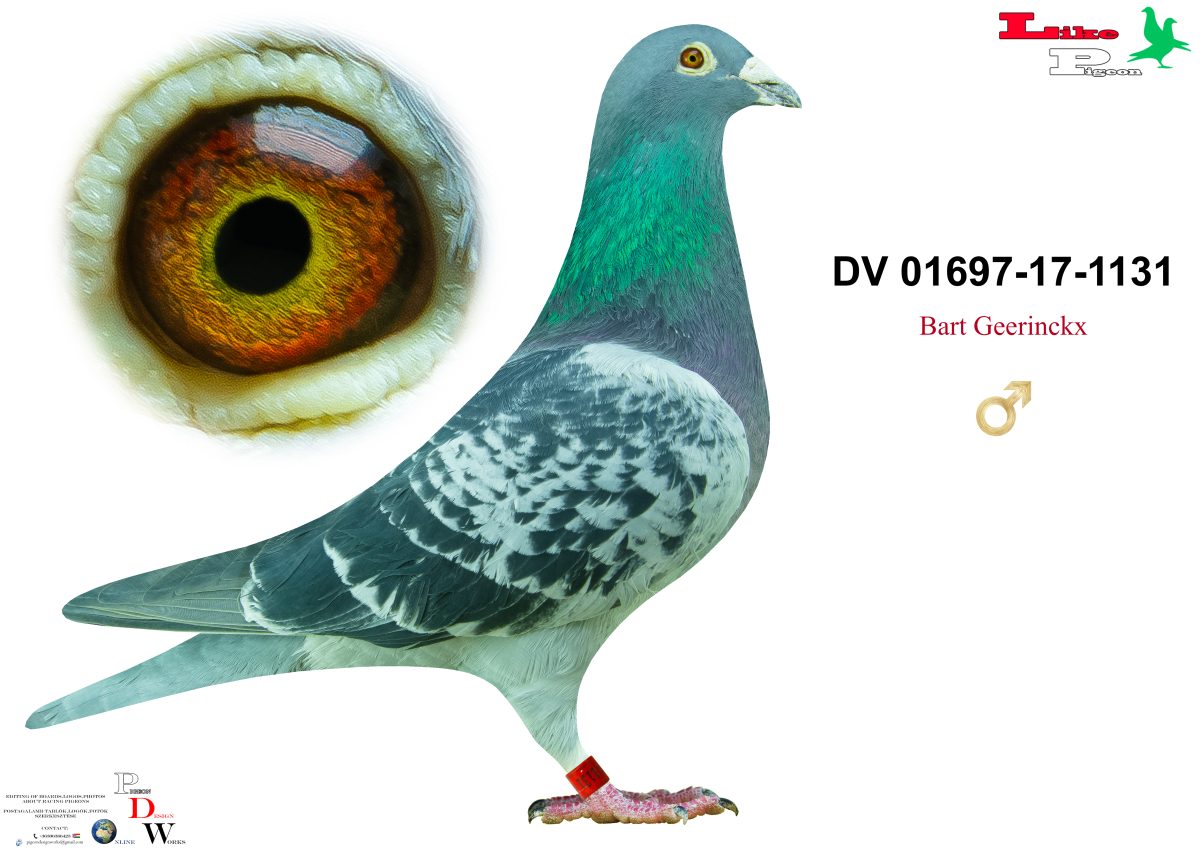 DV-01697-2017-1131 Andik János Aukció