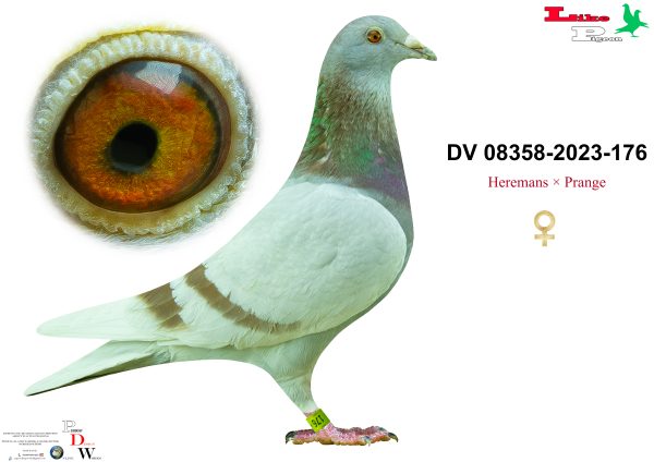 DV-08358-2023-176 Andik János Aukció