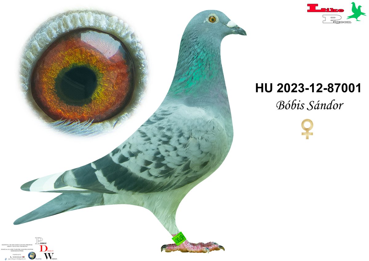 HU-2023-12-87001 Bóbis Sándor