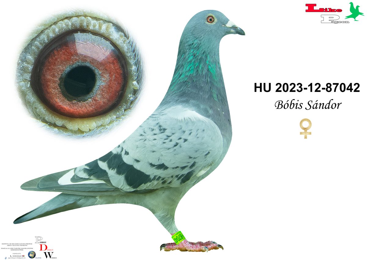 HU-2023-12-87042 Bóbis Sándor