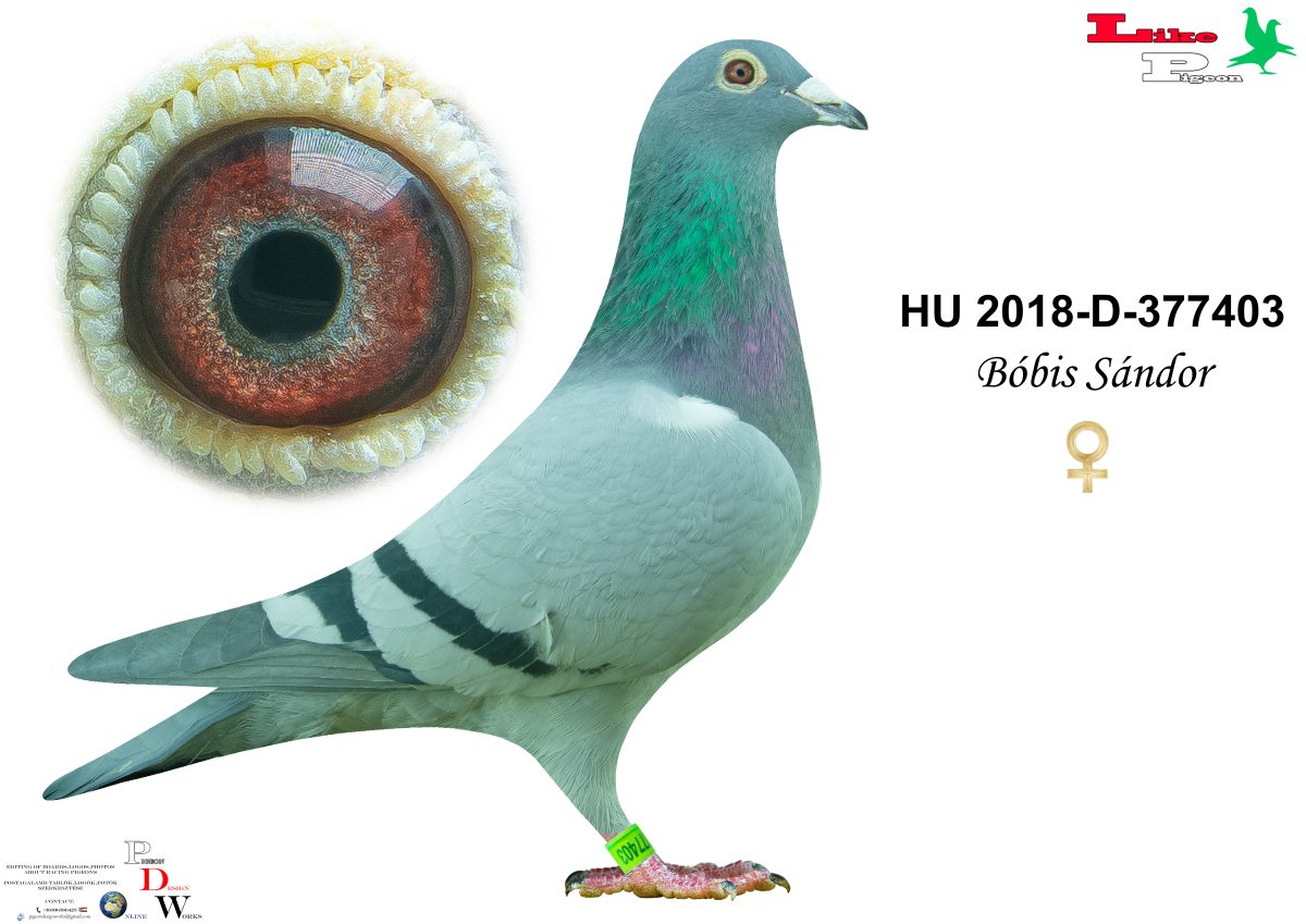 HU-2018-D-377403 Bóbis Sándor