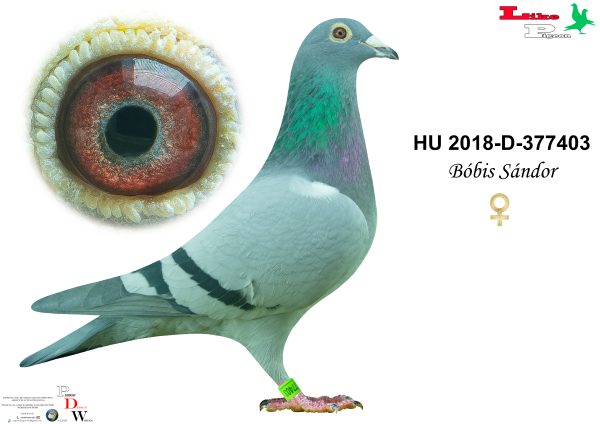 HU-2018-D-377403 Bóbis Sándor