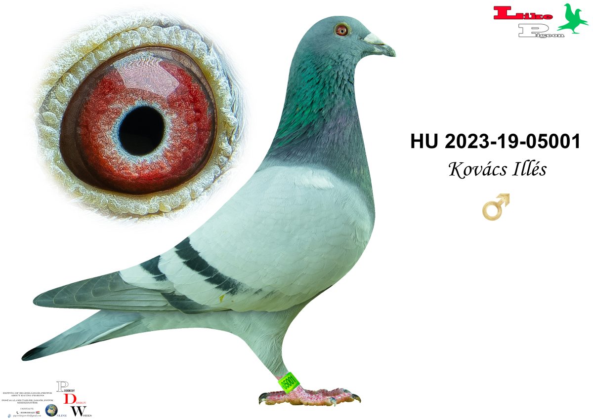 HU-2023-19-05001 Kovács Illés