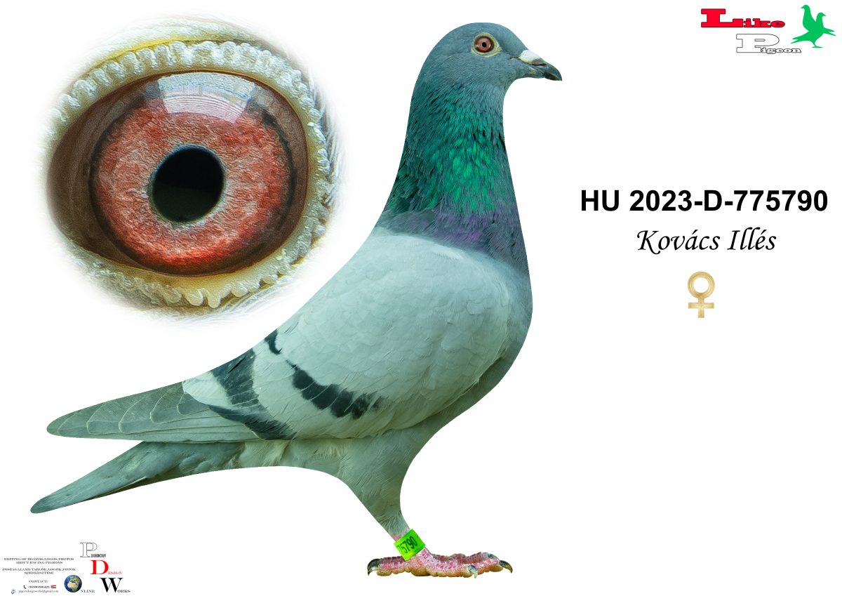 HU-2023-D-775790 Kovács Illés