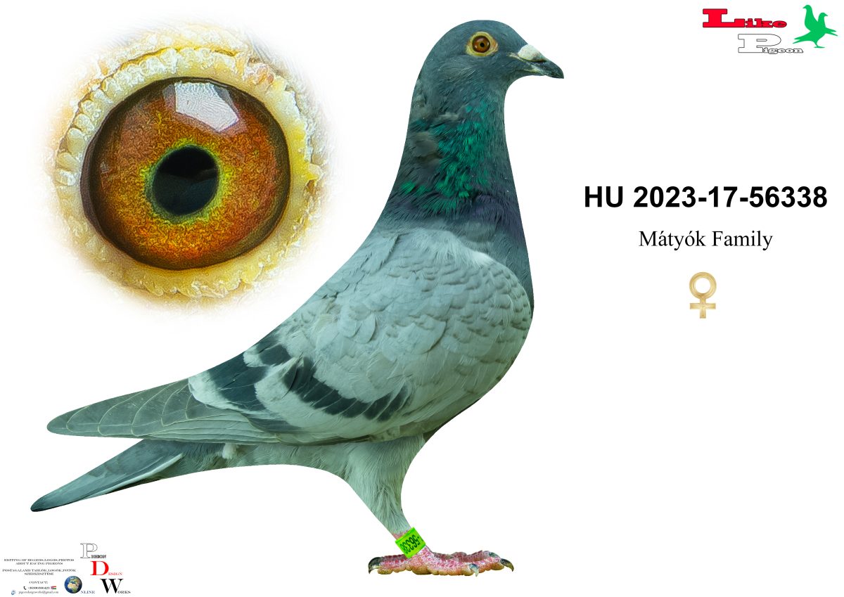 HU-2023-17-56338 Mátyók Family Aukció