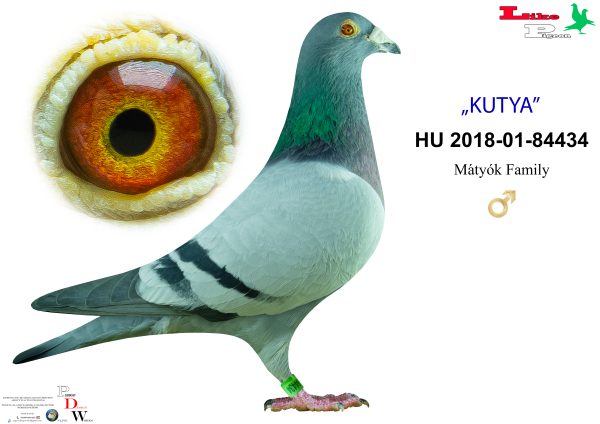 HU-2018-01-84434  Mátyók Family Aukció
