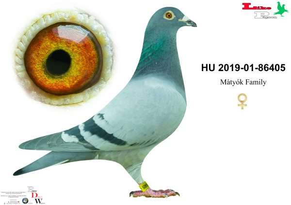 HU-2019-01-86405 Mátyók Family Aukció
