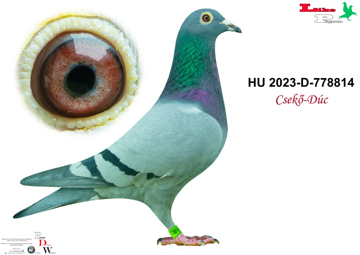 HU-2023-D-778814 Csekő - Dúc