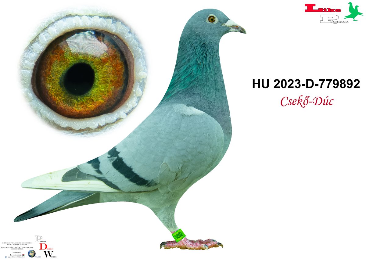 HU-2023-D-779892 Csekő - Dúc