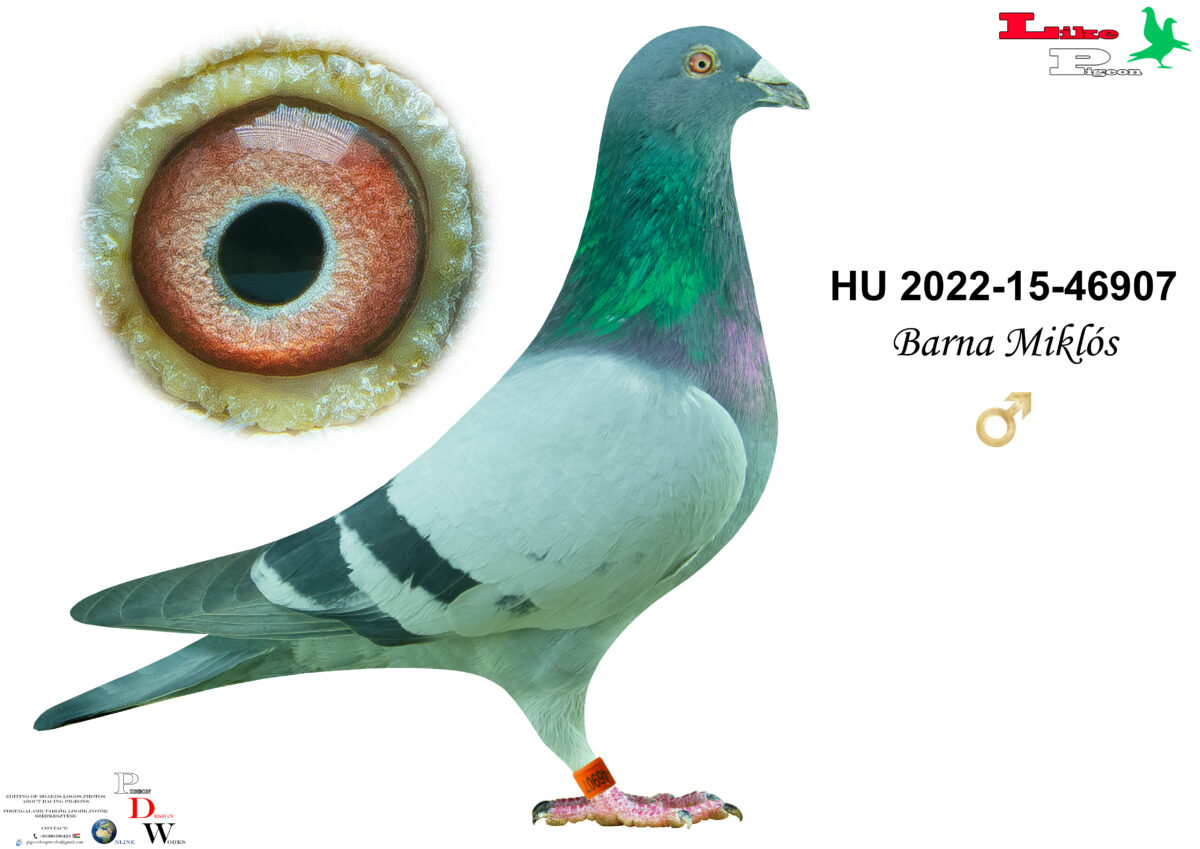 HU-2022-15-46907 Hím  Barna Miklós