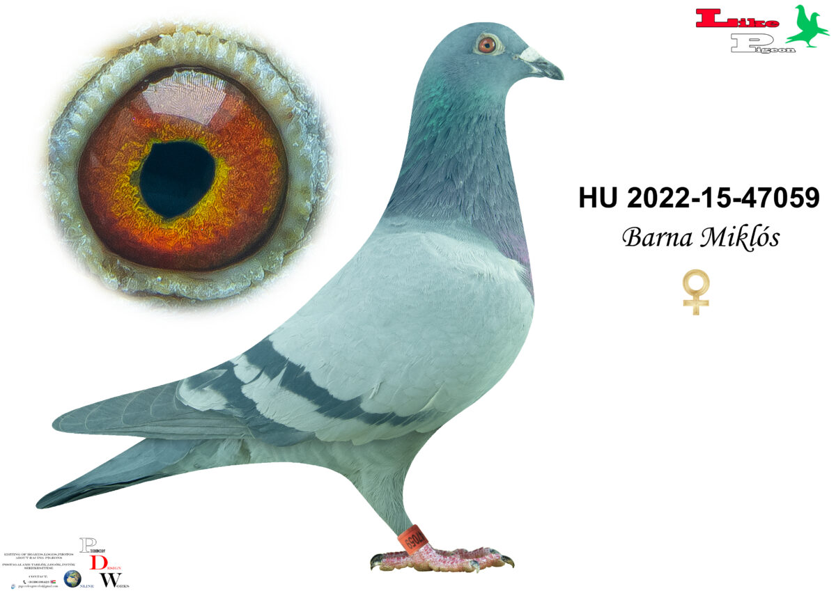 HU-2022-15-47059  Tojó  Barna Miklós