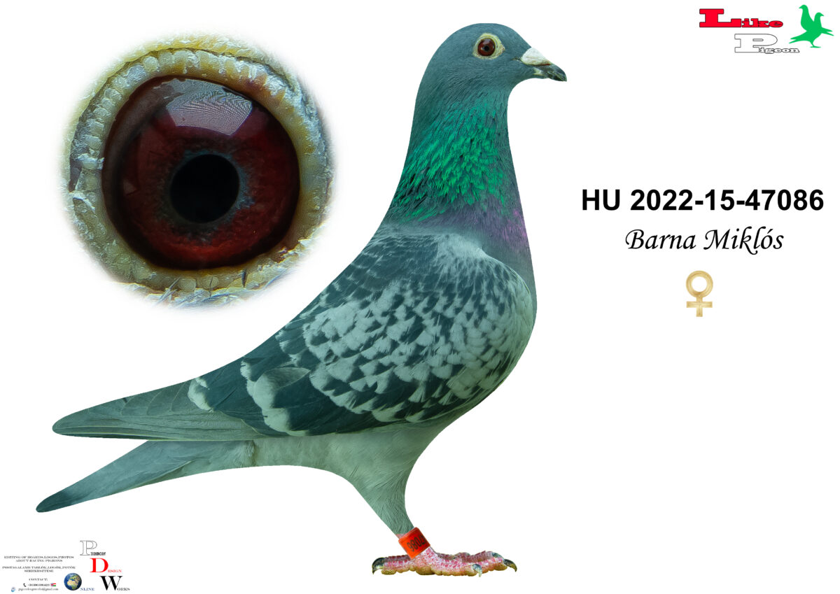 HU-2022-15-47086 Tojó Barna Miklós