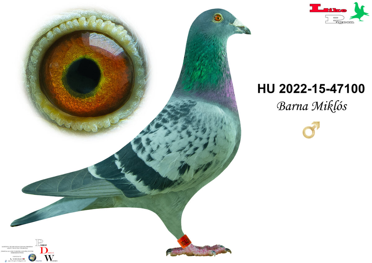 HU-2022-15-47100 Hím Barna Miklós