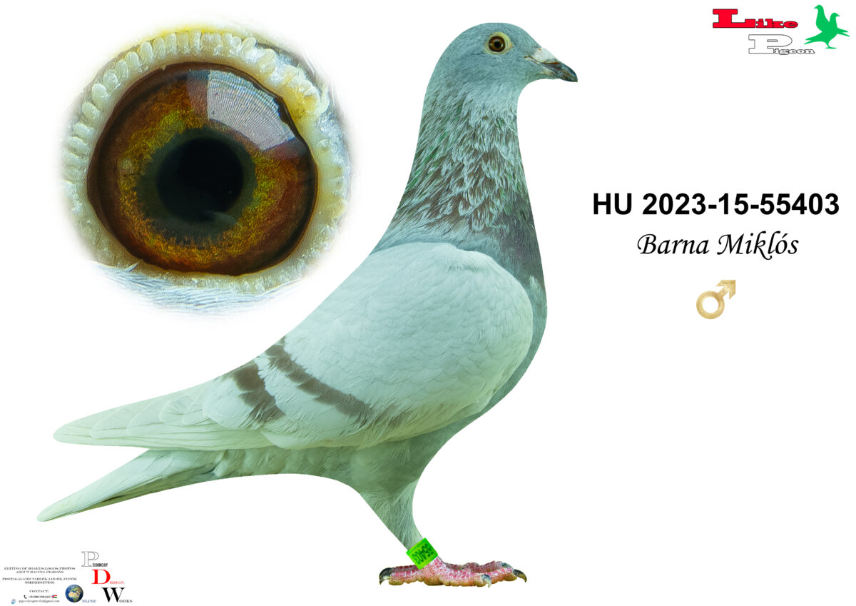 HU-2023-15-55403 Hím Barna Miklós
