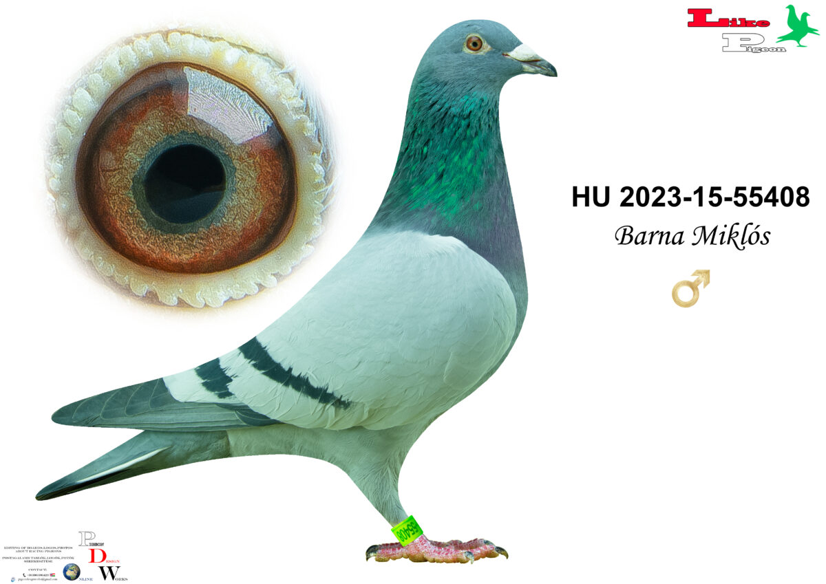 HU-2023-15-55408 Hím Barna Miklós