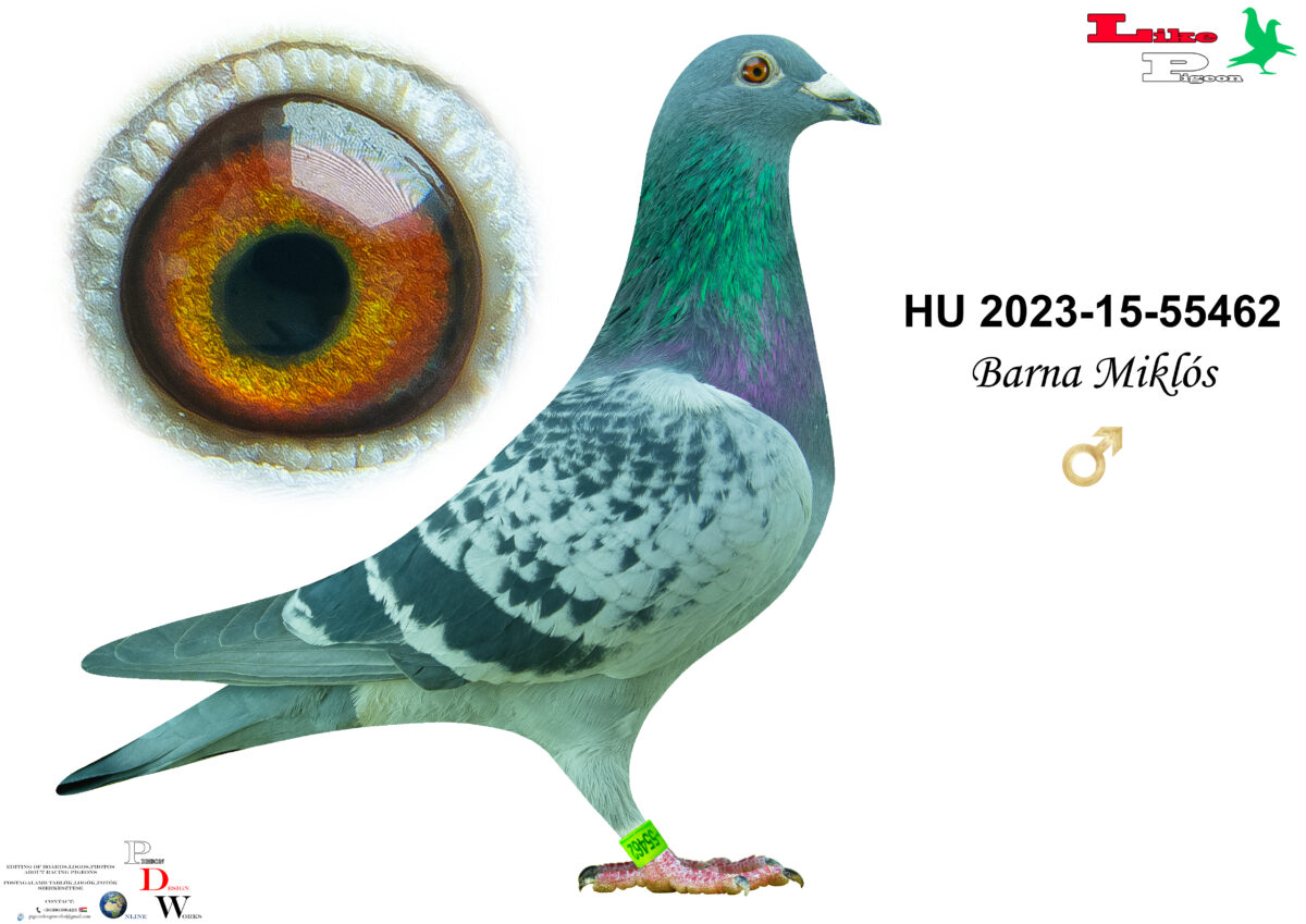 HU-2023-15-55462 Hím Barna Miklós