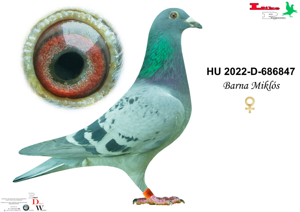 HU-2022-D-686847 Tojó Barna Miklós