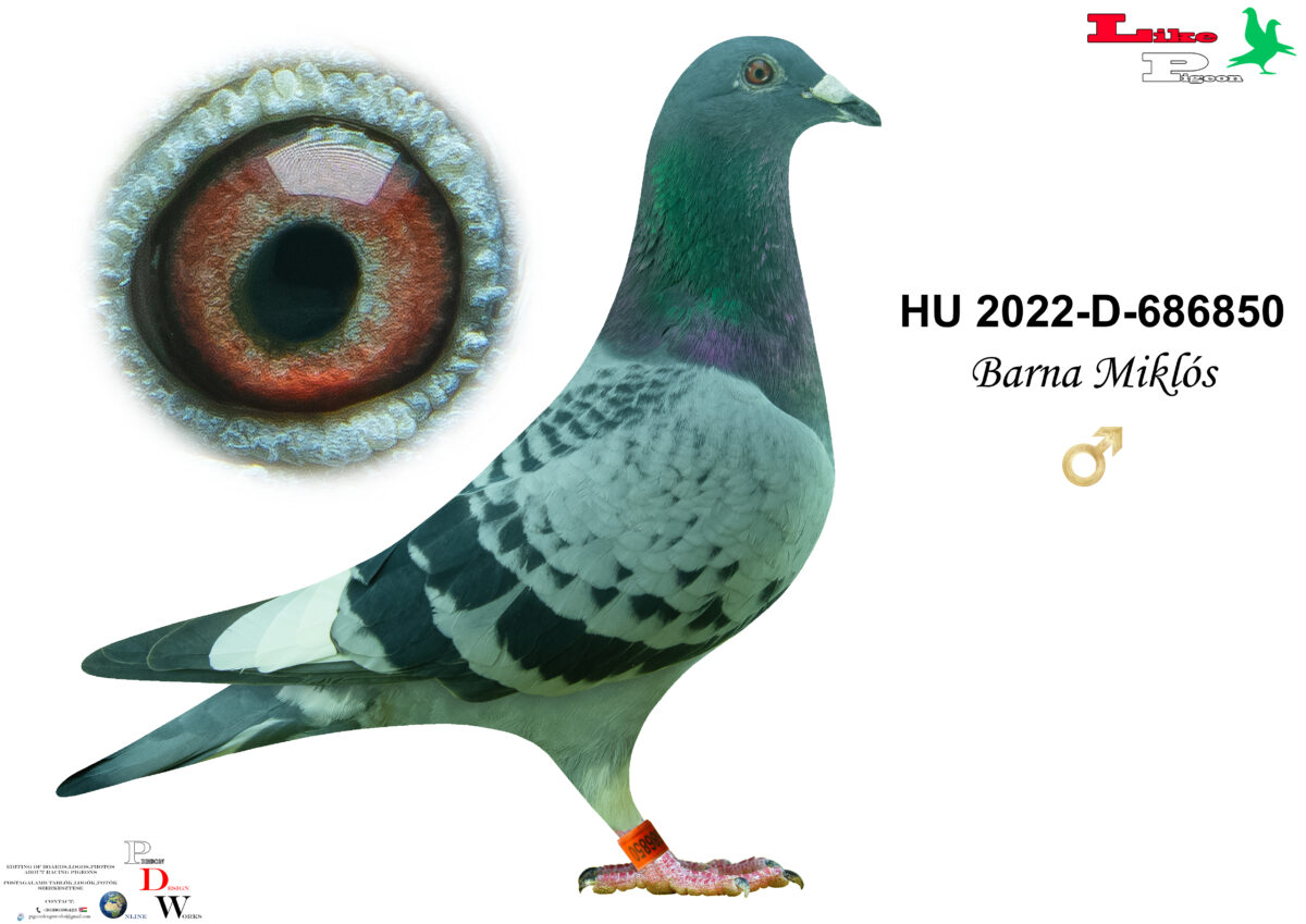 HU-2022-D-686850 Hím Barna Miklós