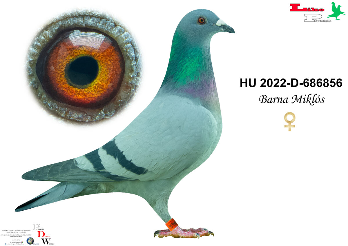 HU-2022-D-686856 Tojó Barna Miklós