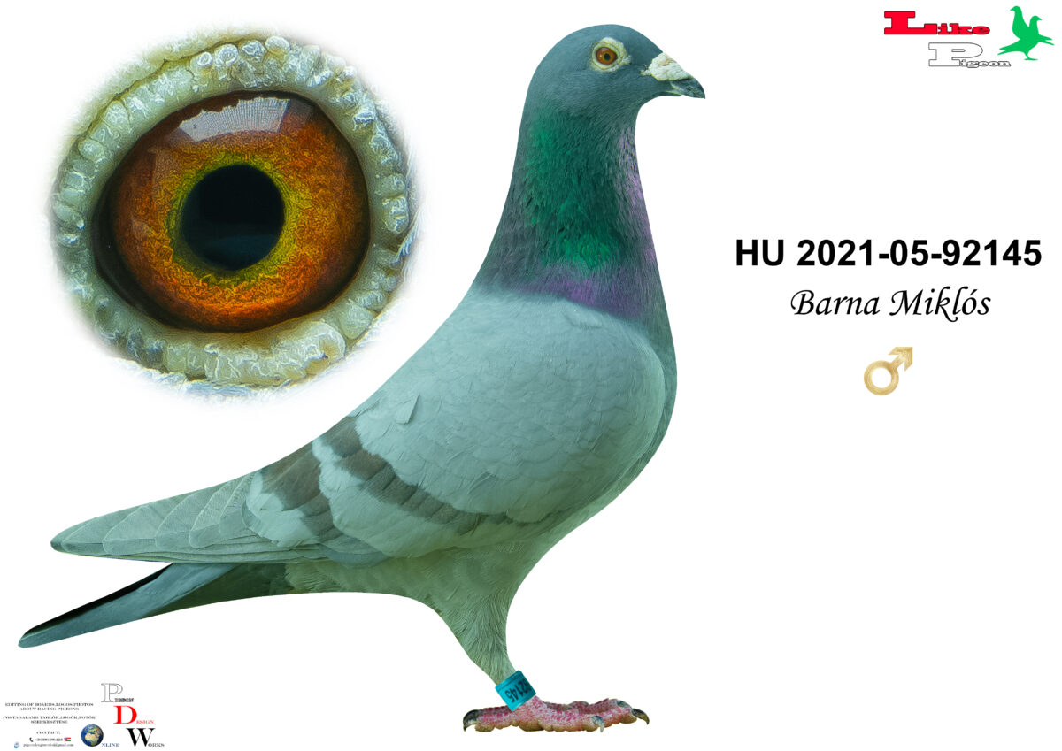 HU-2021-05-92145 Hím  Barna Miklós