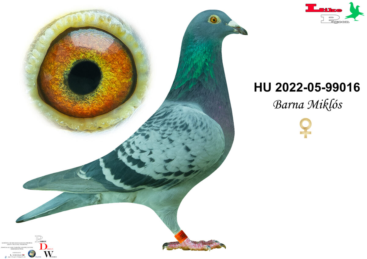HU-2022-05-99016 Tojó Barna Miklós