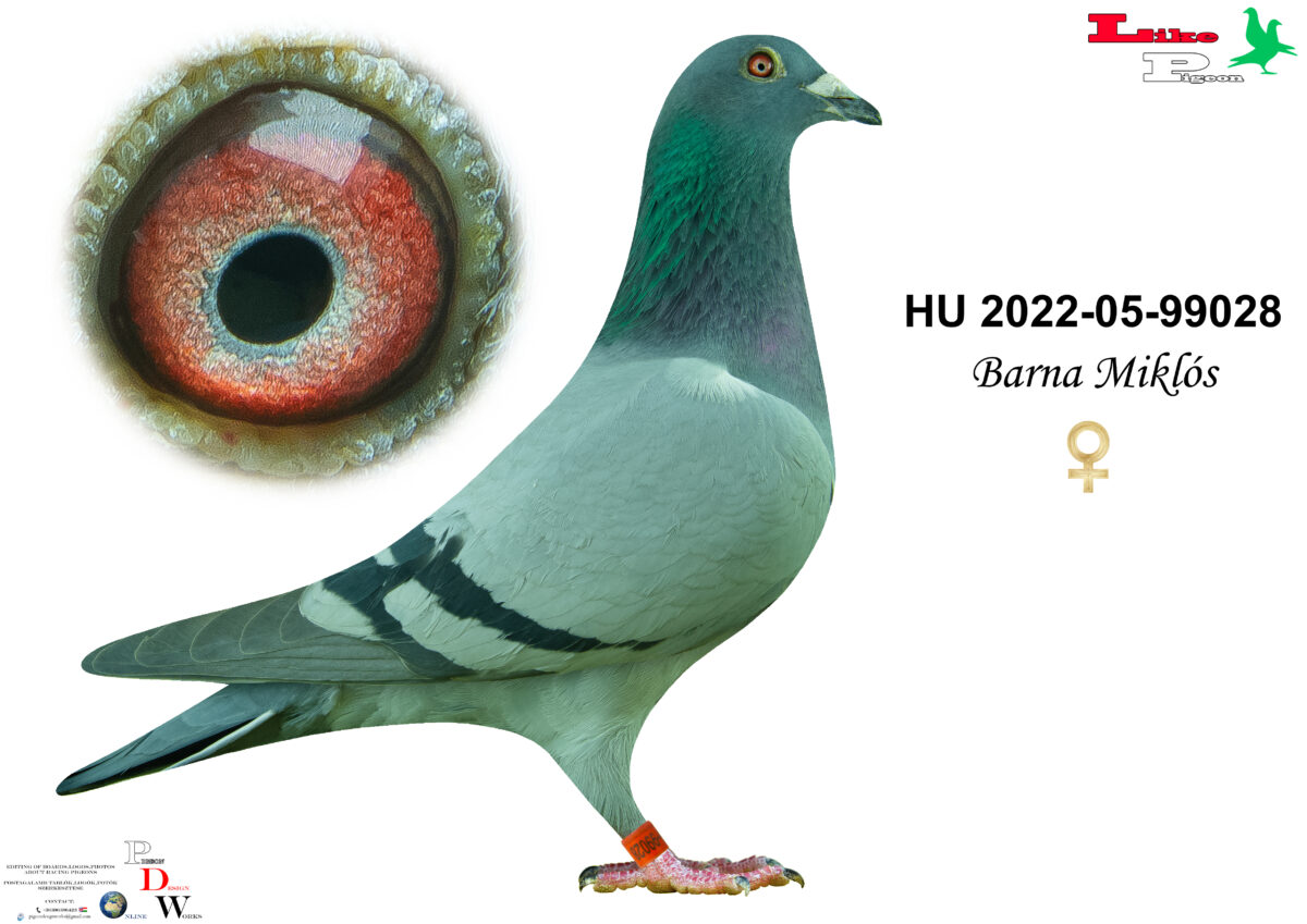 HU-2022-05-99028 Tojó Barna Miklós
