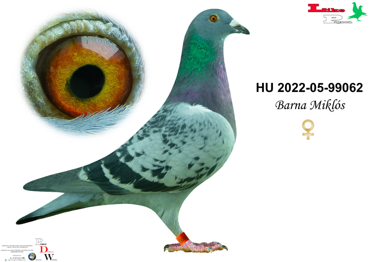 HU-2022-05-99062 Tojó Barna Miklós